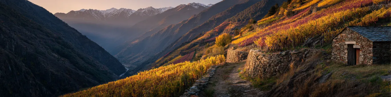 Vins andorrans : cépages autochtones et terroirs de montagne à découvrir